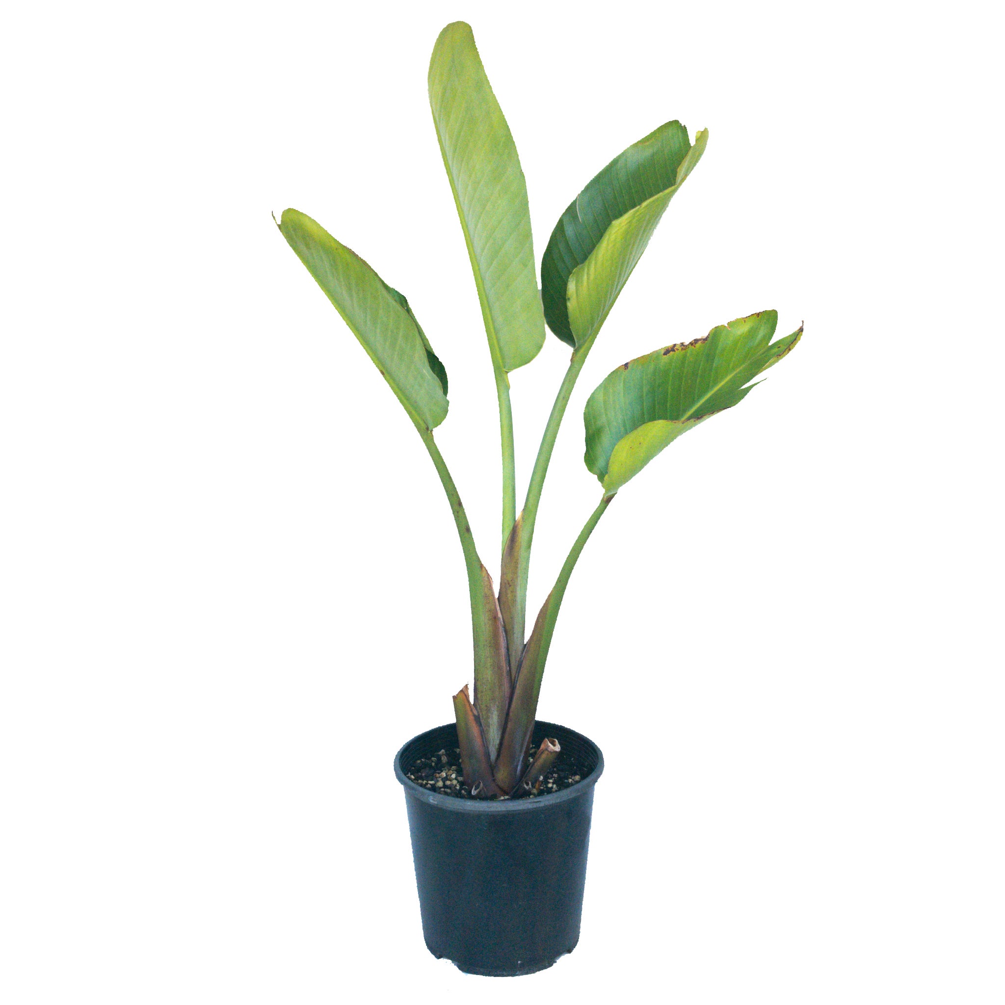 Strelitzia Nicolai (bird Of Paradise) - 7.5l