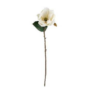 Sweetbay Magnolia 75cm Cream