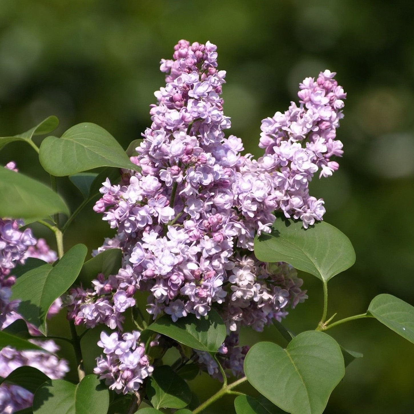 Syringa 'alice Eastwood' (lilac) - 6l