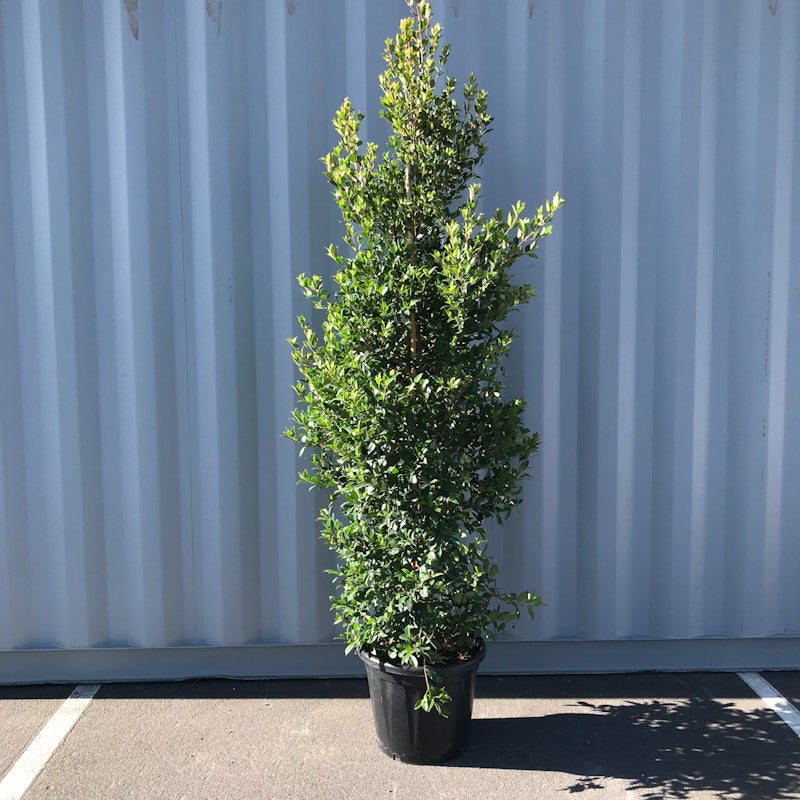 Syzygium Australe 'amber Glow' - 30l