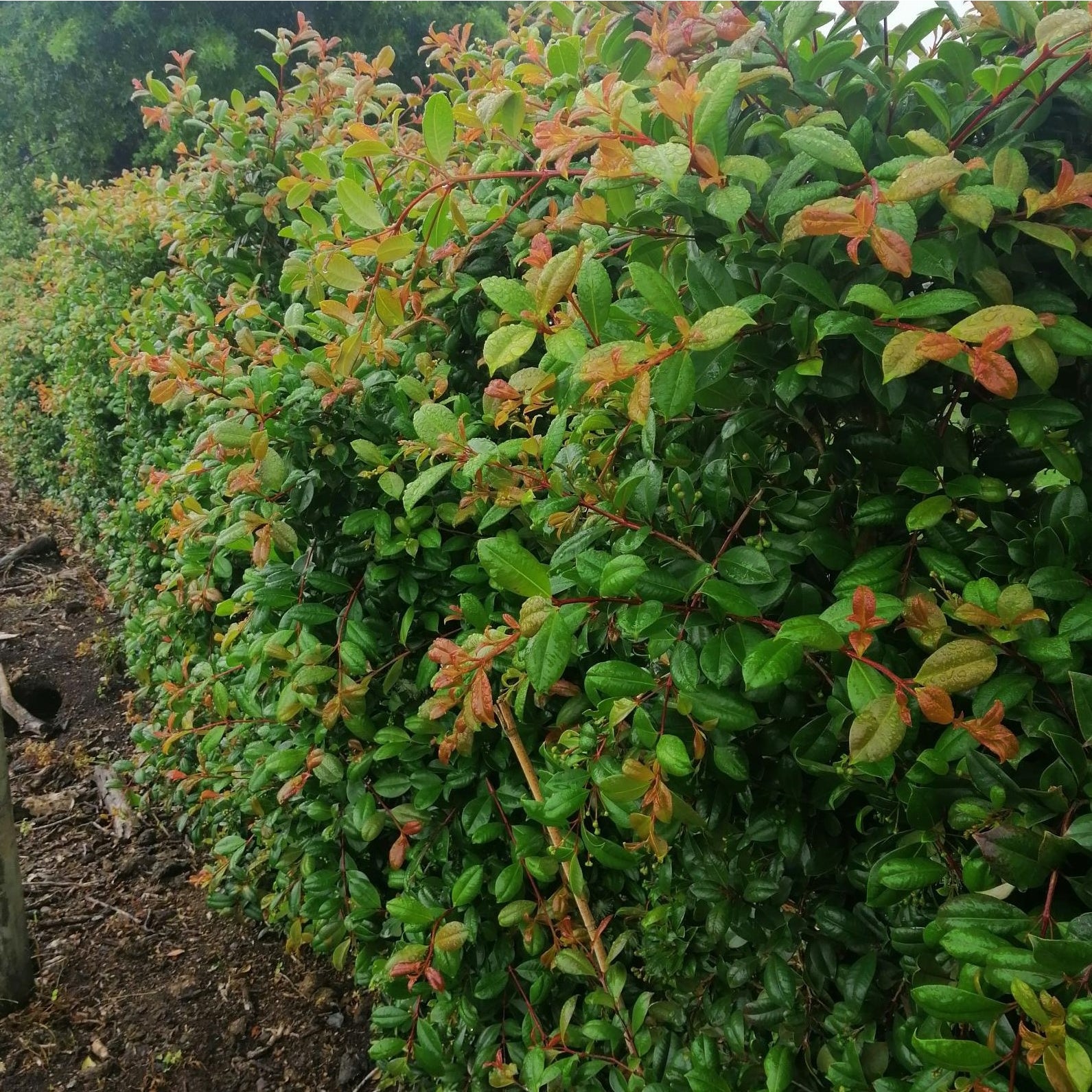 Syzygium Resilience 4l