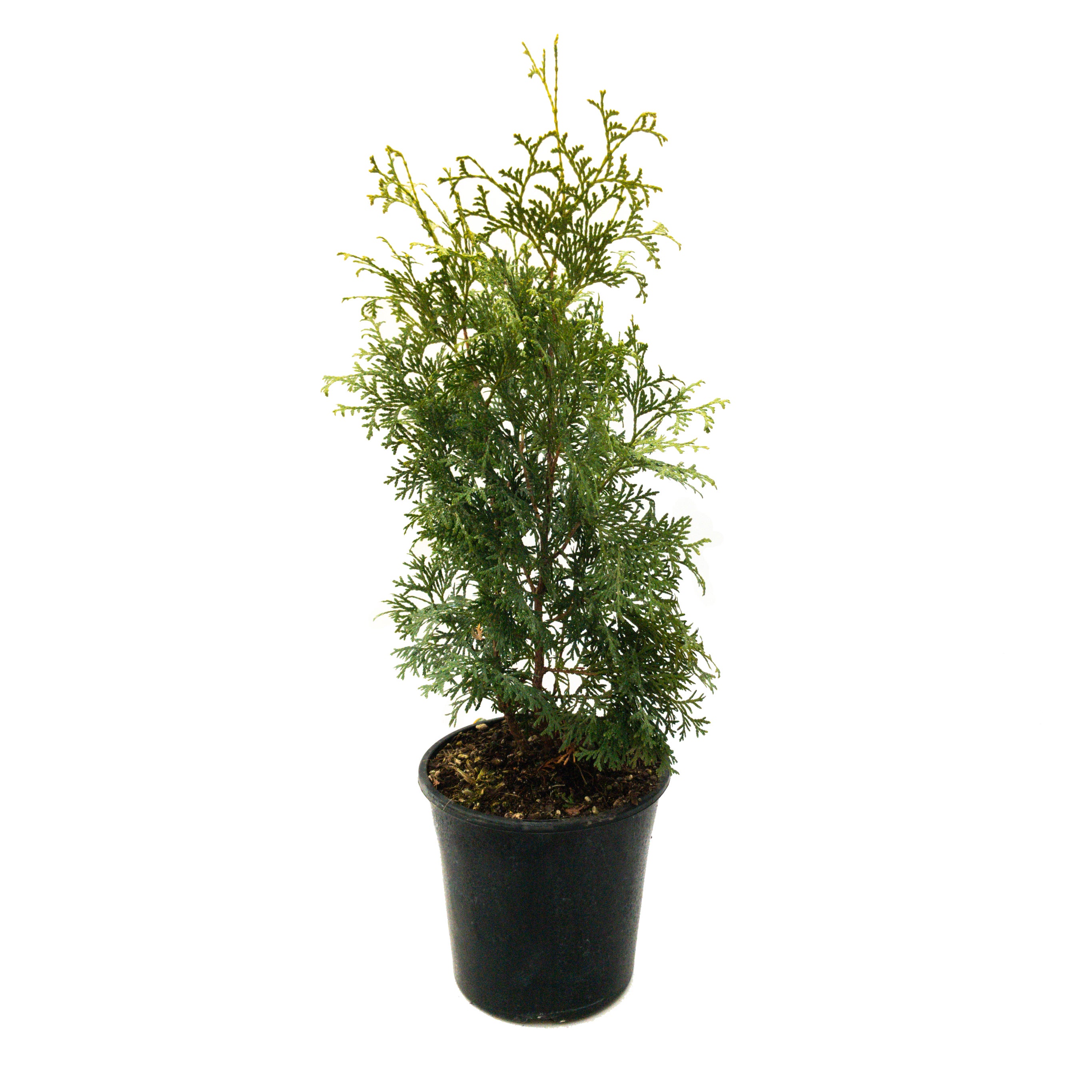 Thuja Occidentalis 'pyramidalis' - 4l