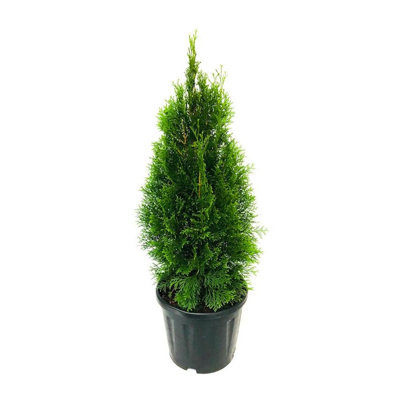Thuja Occidentalis 'smaragd' - 10l