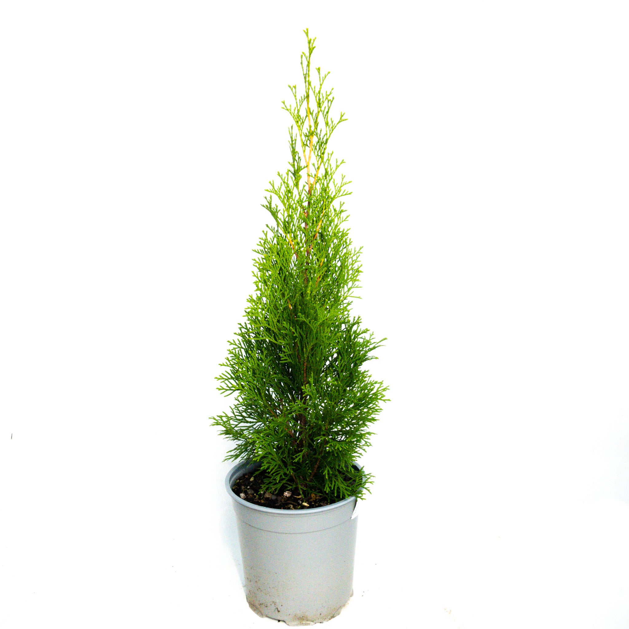 (kings)thuja Occidentalis 'smaragd' - 2.5l