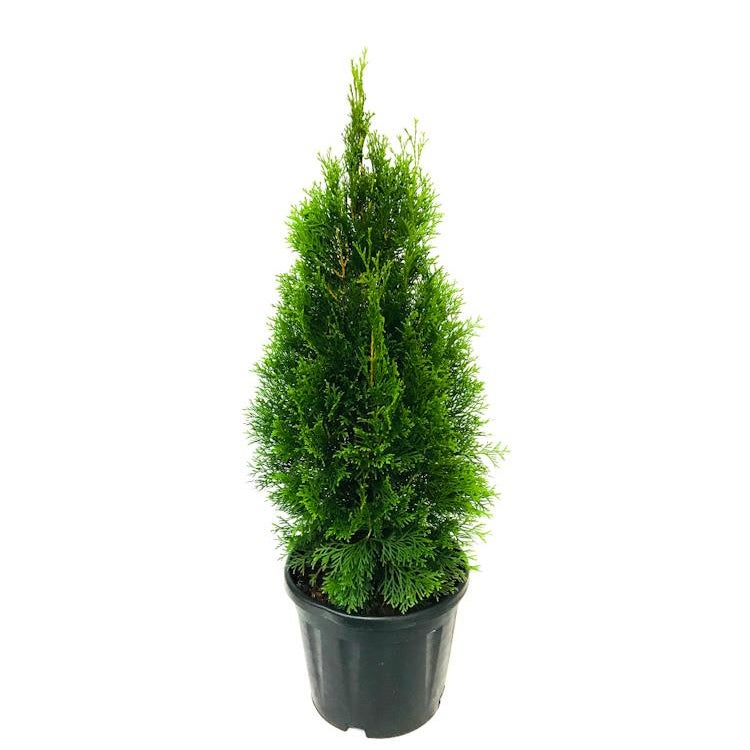 Thuja Occidentalis 'smaragd' - 4l
