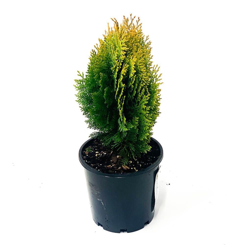Thuja Occidentalis 'aurea Nana' - 4.5l