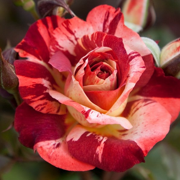 thunderstruck-floribunda-bush-