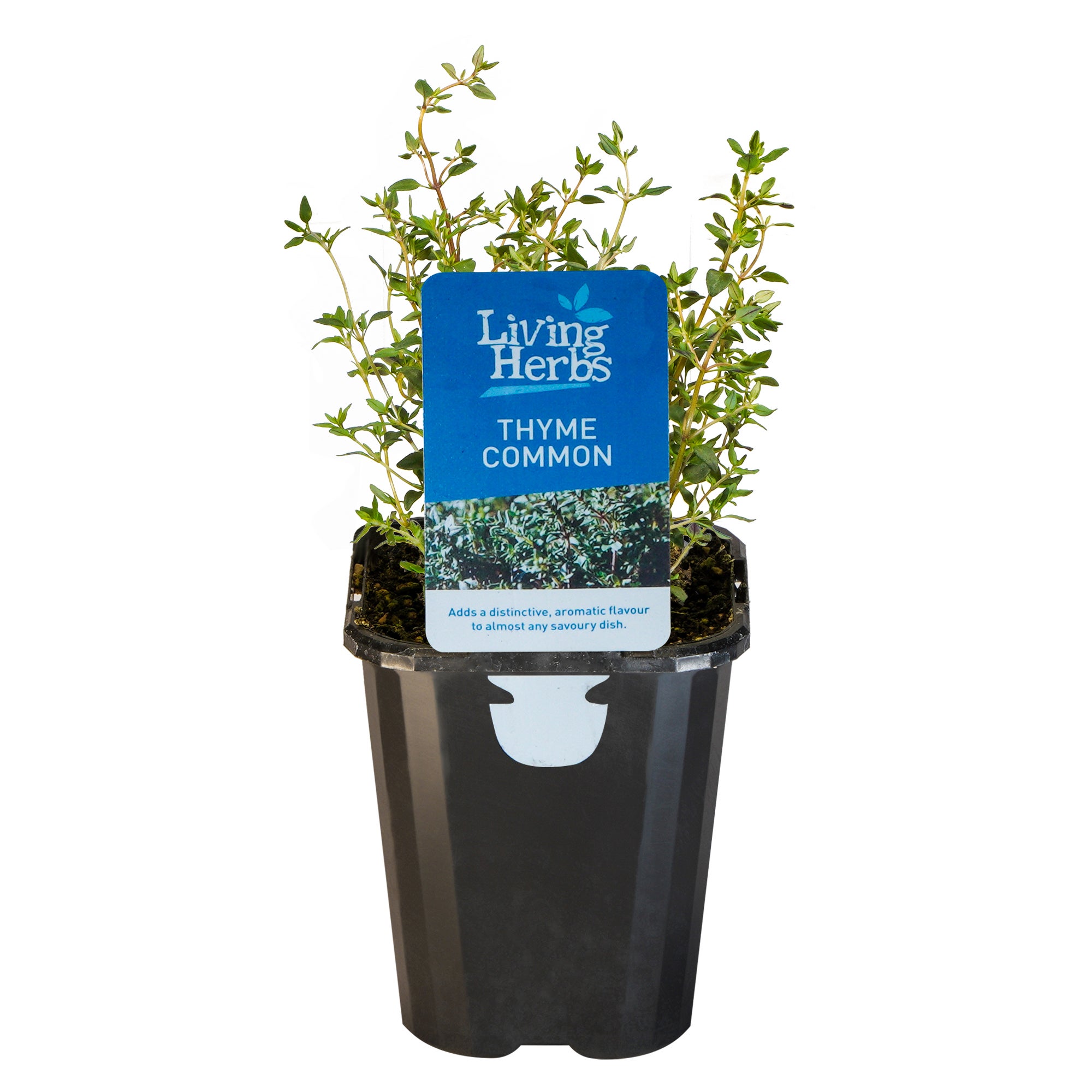 Thyme Common - Small Herb 10cm