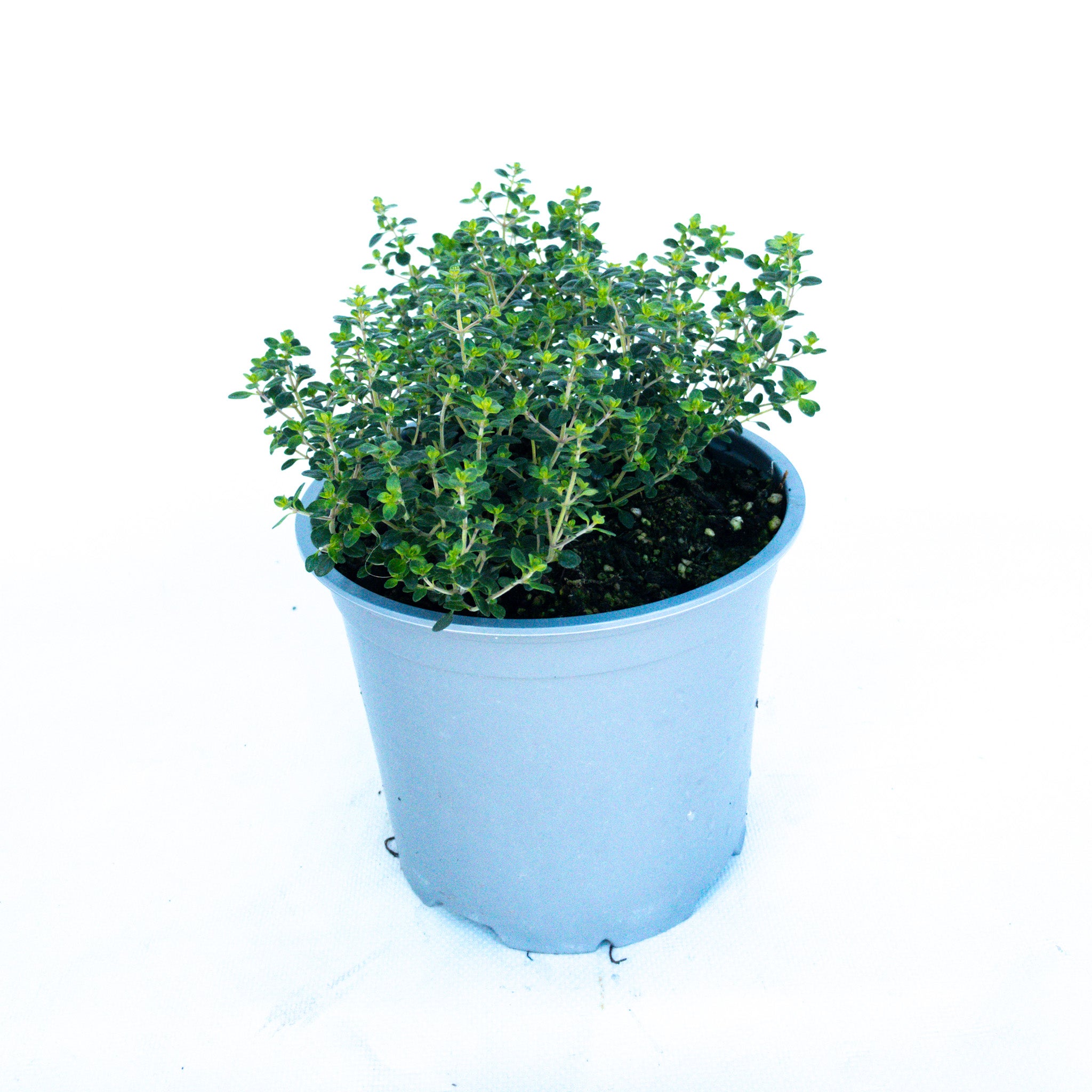 Thyme Lemon - Ready To Go 1.5l
