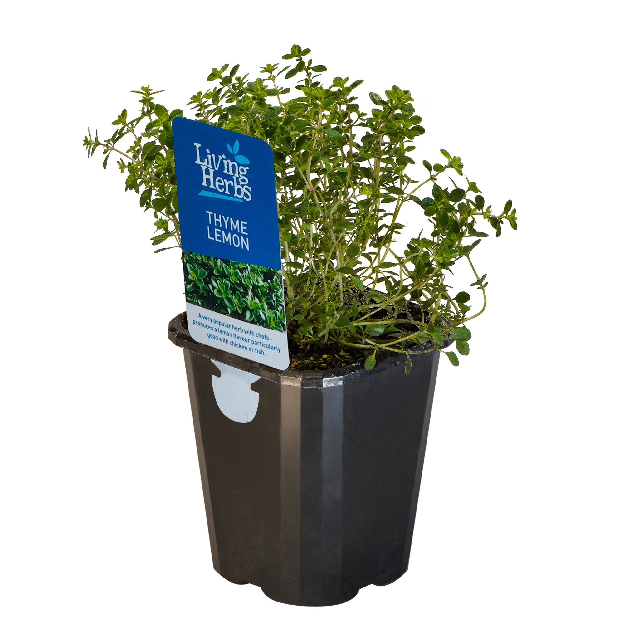Thyme Lemon - Small Herb 10cm