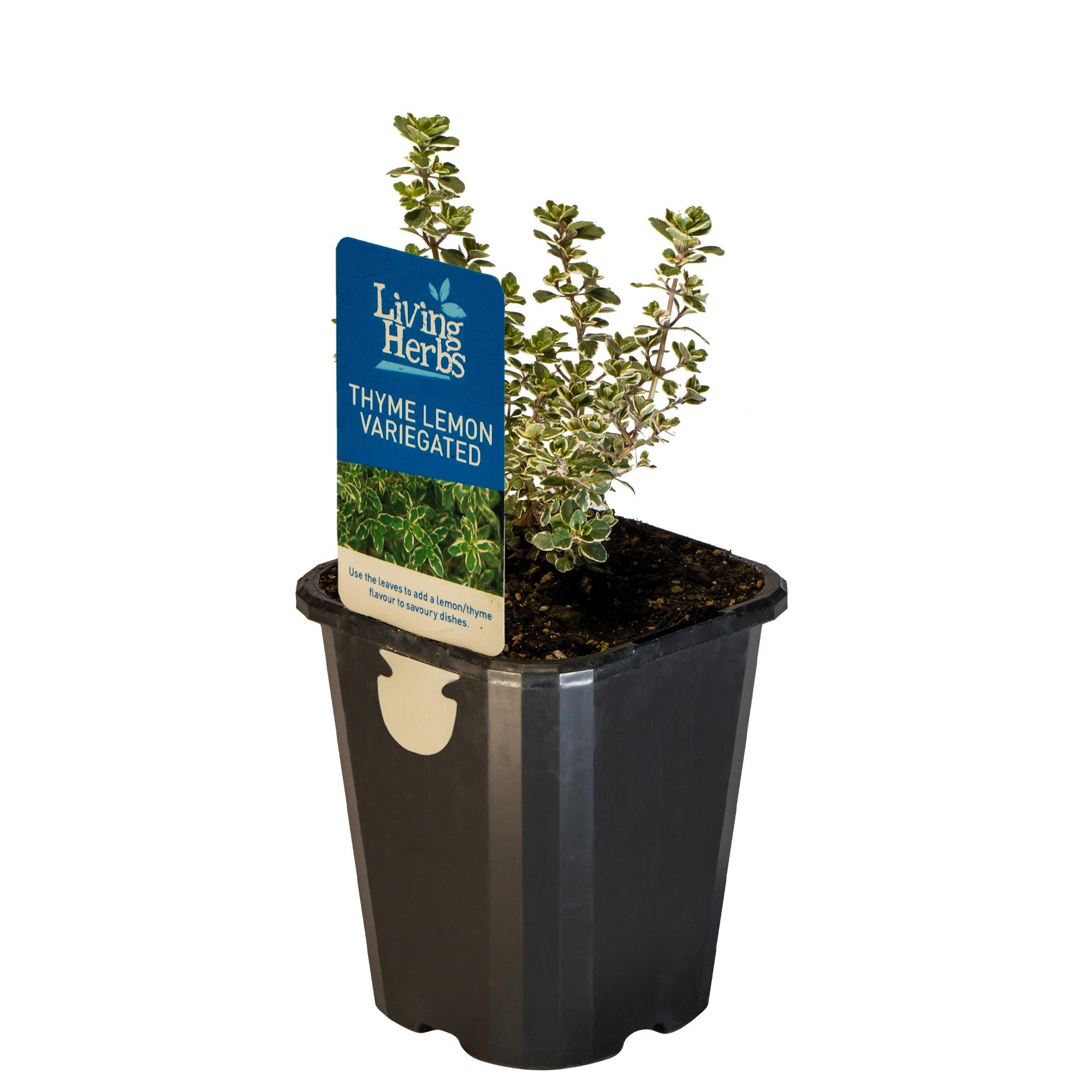 Thyme Lemon Variegated - Small Herb 10cm