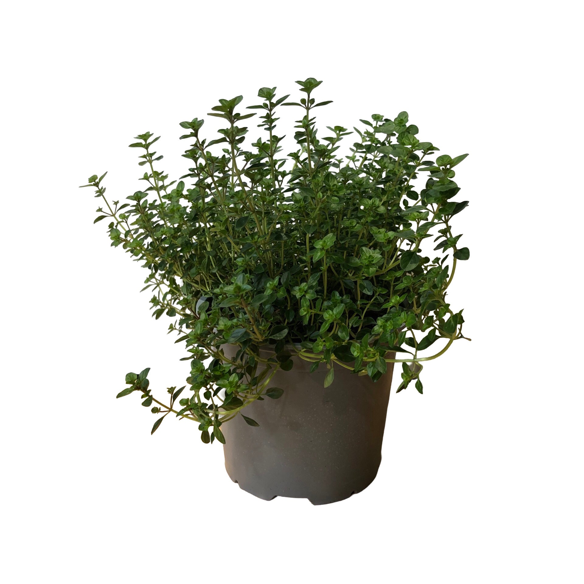 Thyme Pizza - Ready To Go 1.5l