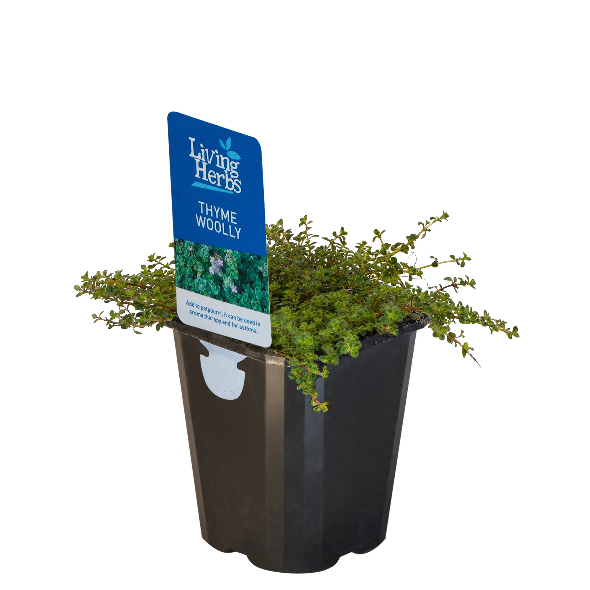 Thyme Woolly - Small Herb 10cm