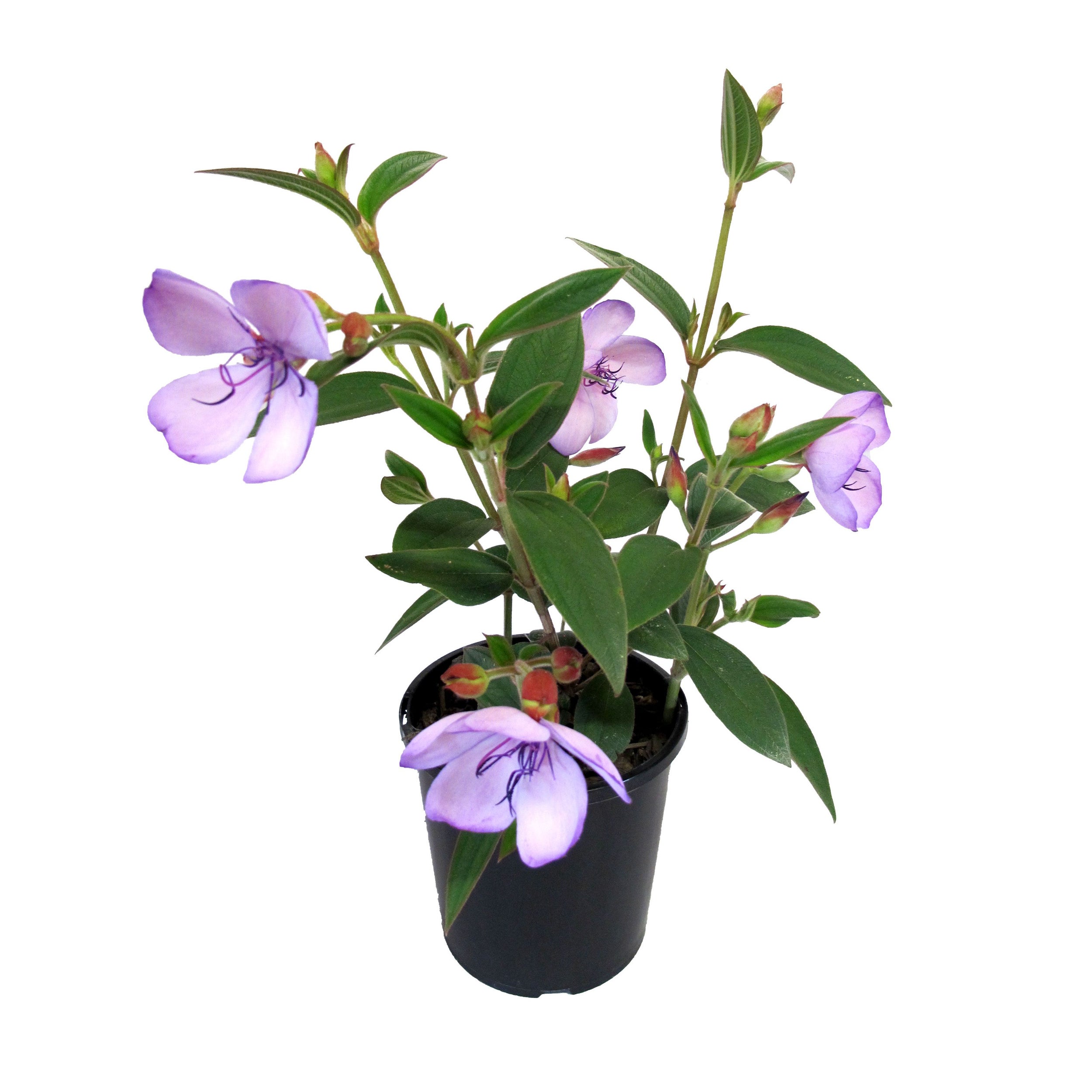 Tibouchina 'blue Moon' (glory Bush) - 2.4l