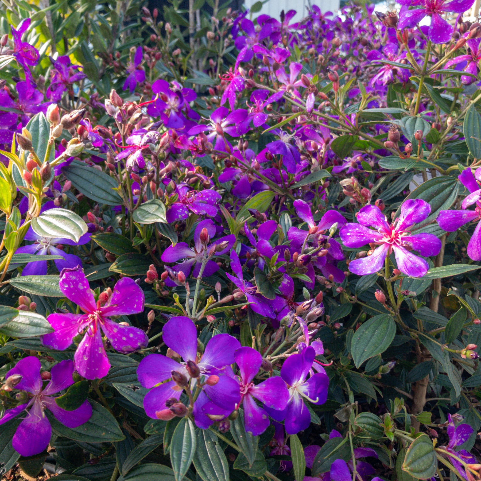 Glorybush