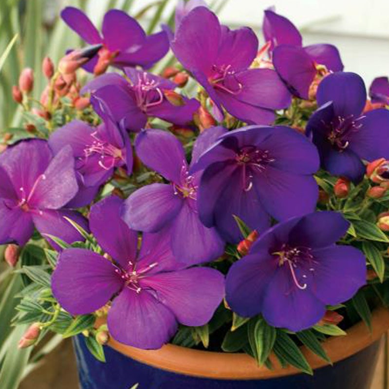 Tibouchina 'groovy Baby' (glory Bush) -pvr 2.4l