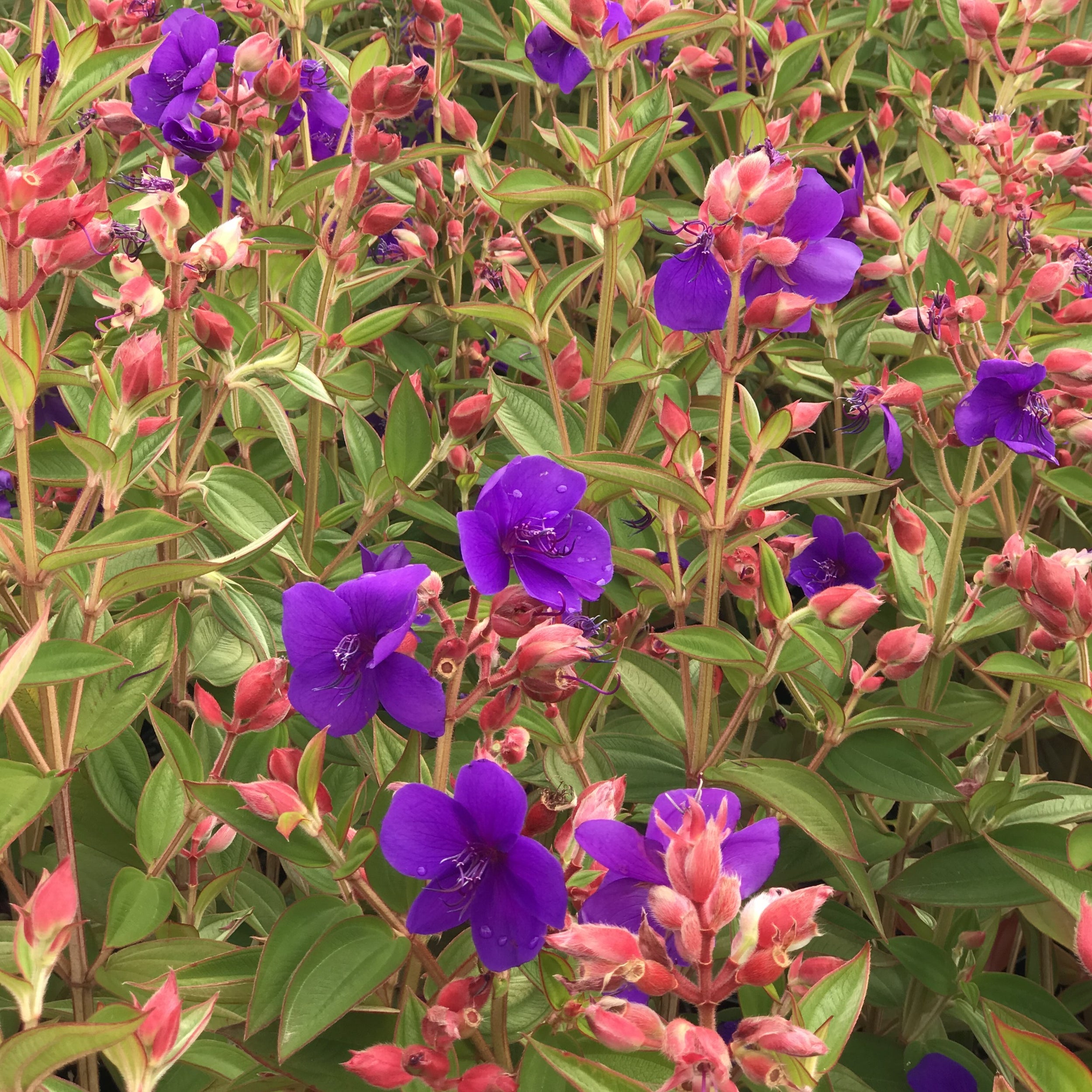 Tibouchina 'purple Moon' (glory Bush) - 2.4l