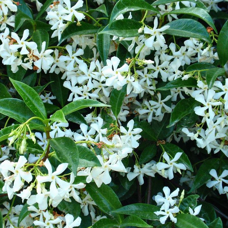 Kings Trachelospermum Jasminoides (star Jasmine) - 2.5l