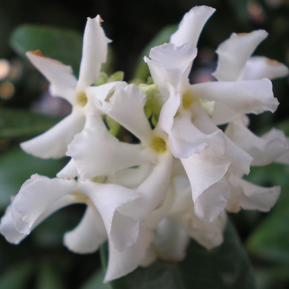 Kings Trachelospermum Jasminoides (star Jasmine) - 5l
