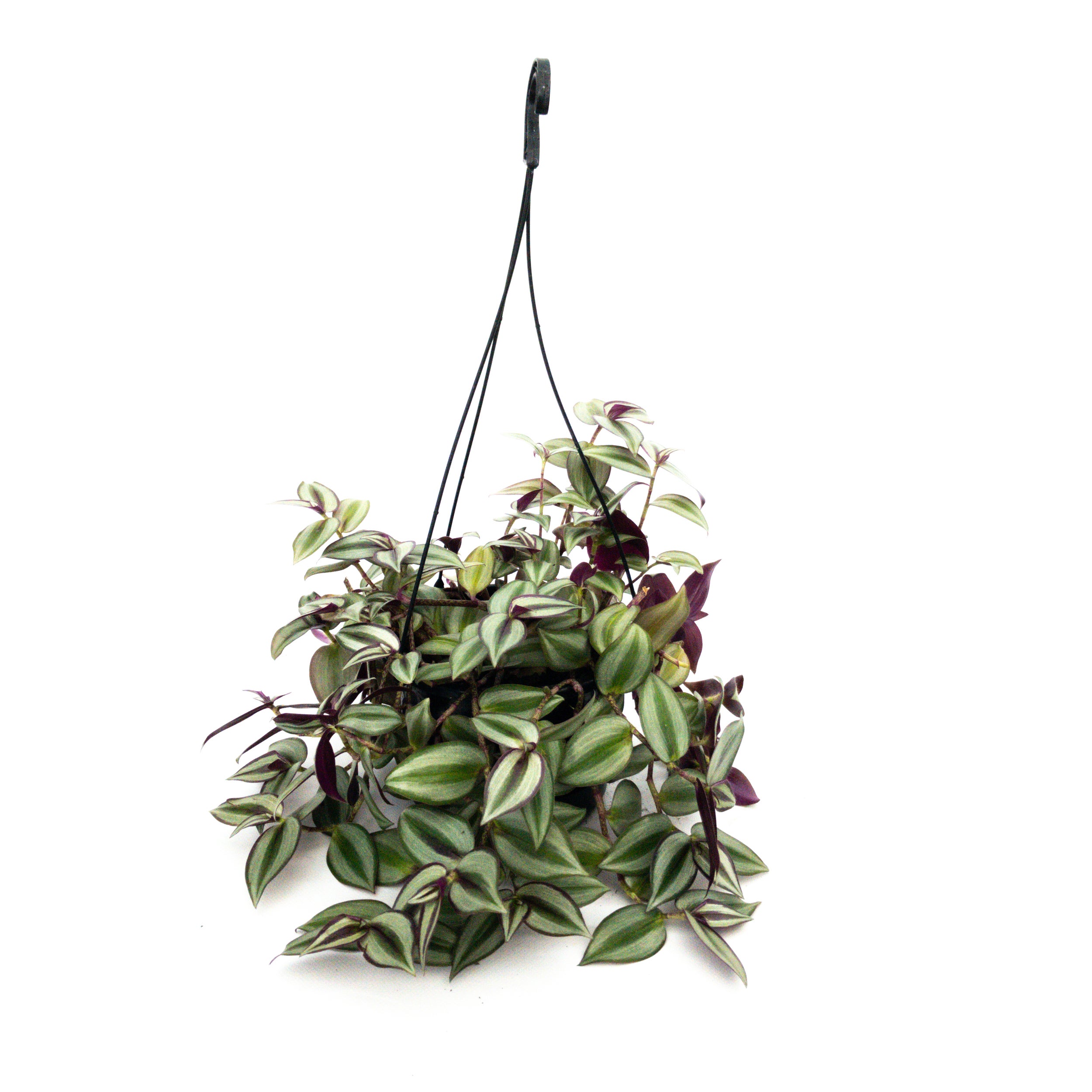 Tradescantia Zebrina Basket - 175mm