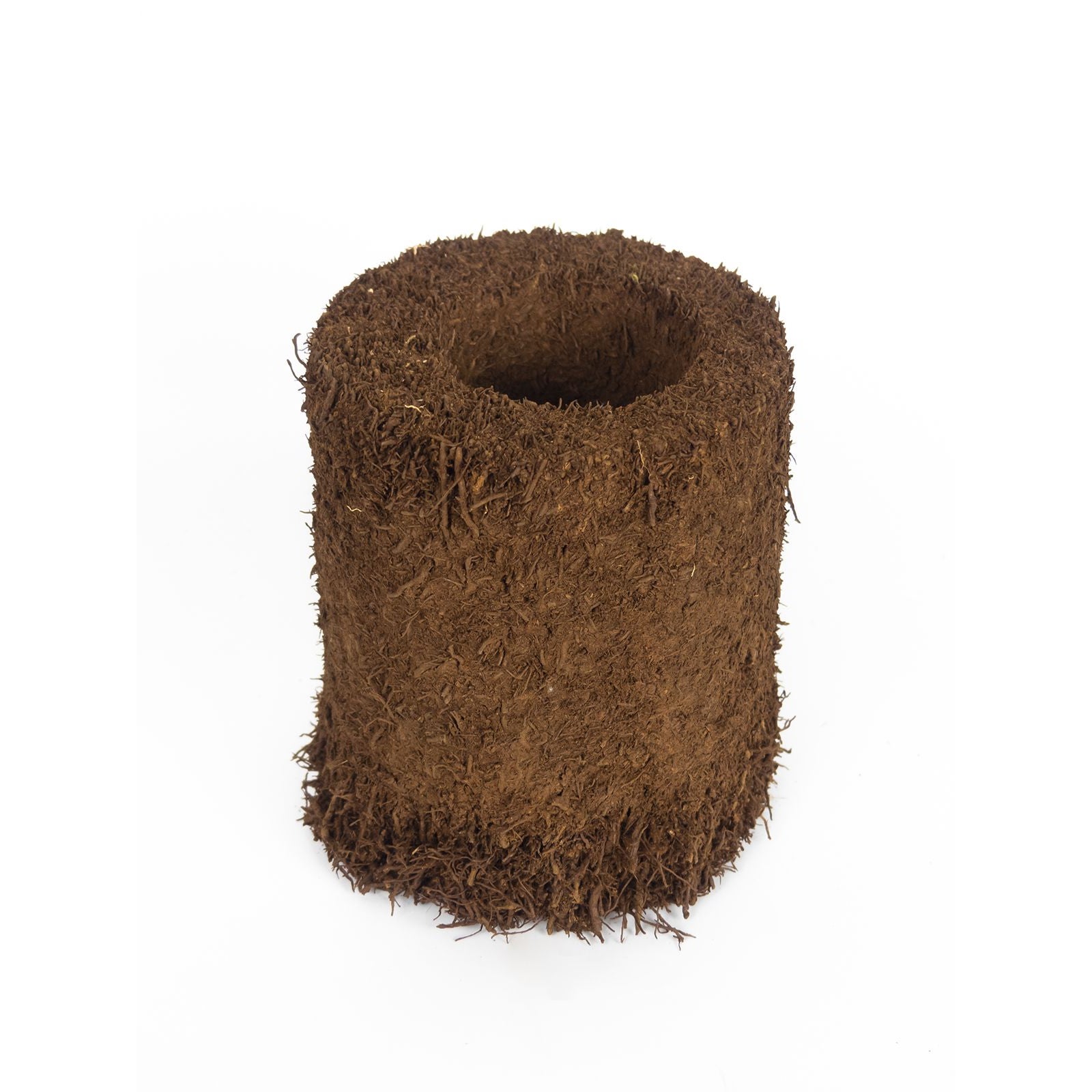 Tree Fern Pot