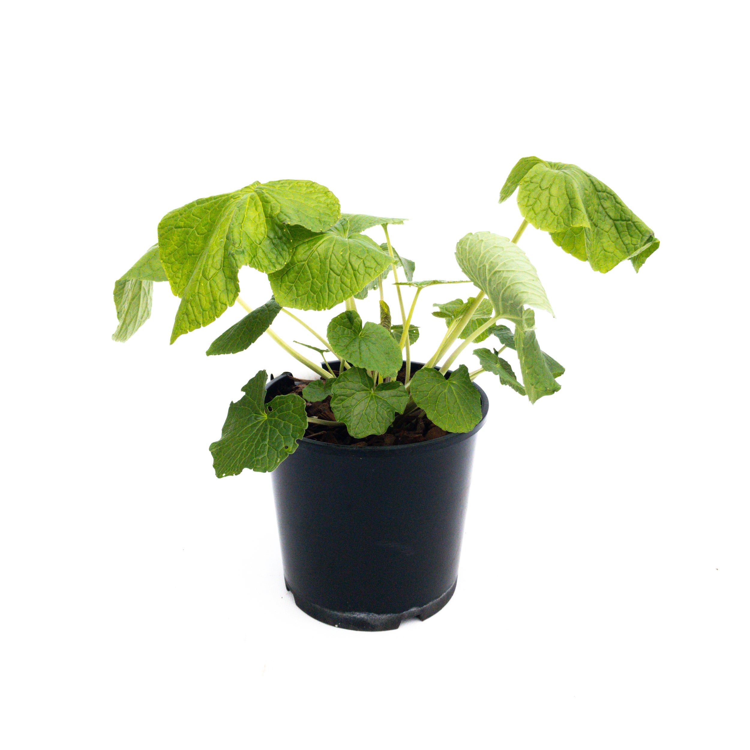 Wasabi Japonica 2.5l