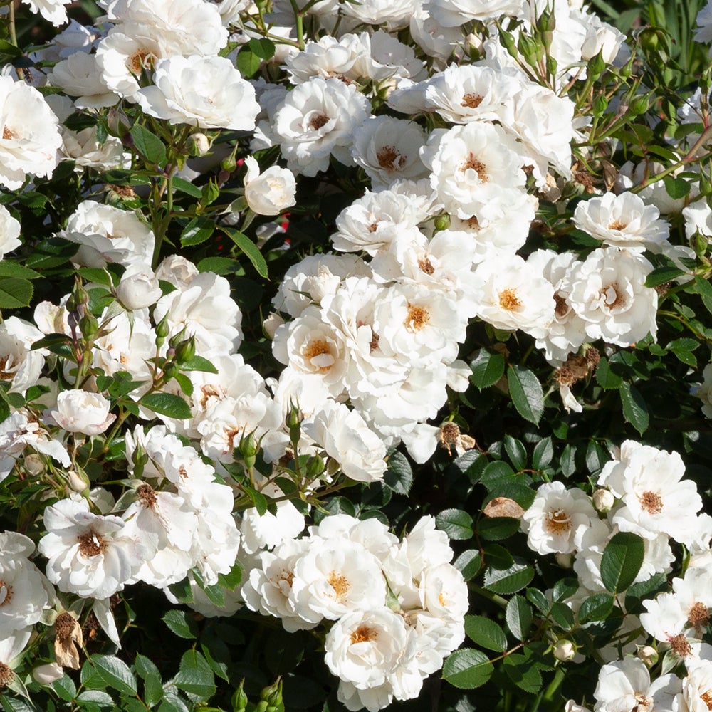 White Flash Standard  Shrublet Rose 800mm