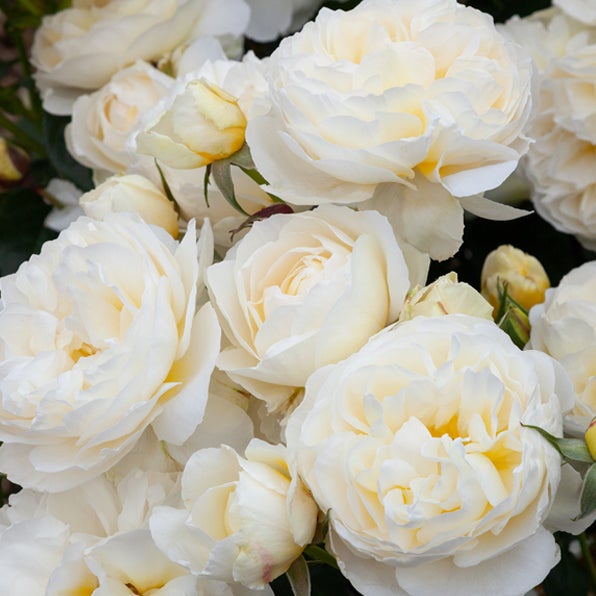 その他 Rose marry Garden Rose Princess Miyuki 24 / 36 / 48 Stems substitution