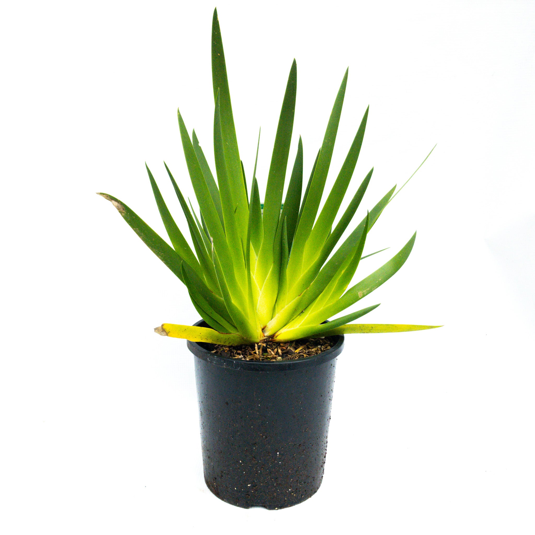 Xeronema Callistemon (poor Knights Lily) - 2.5l