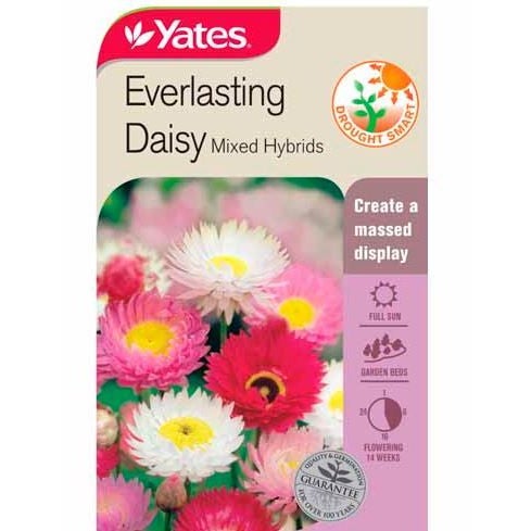 Yates Daisy Everlasting