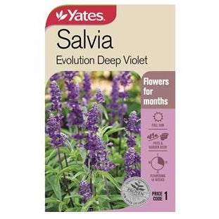 Yates Salvia 'evolution Deep Violet'