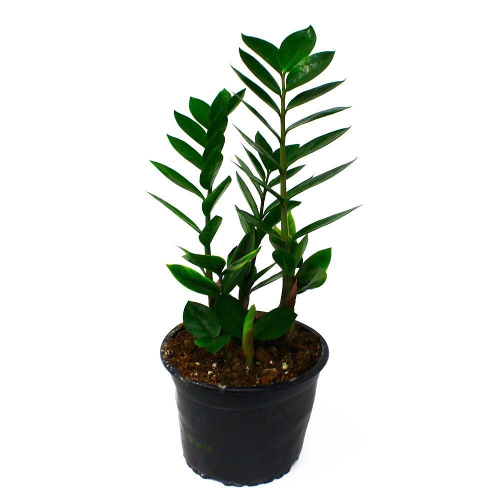 Zamioculcas Zamiifolia (zz Plant) - 14cm