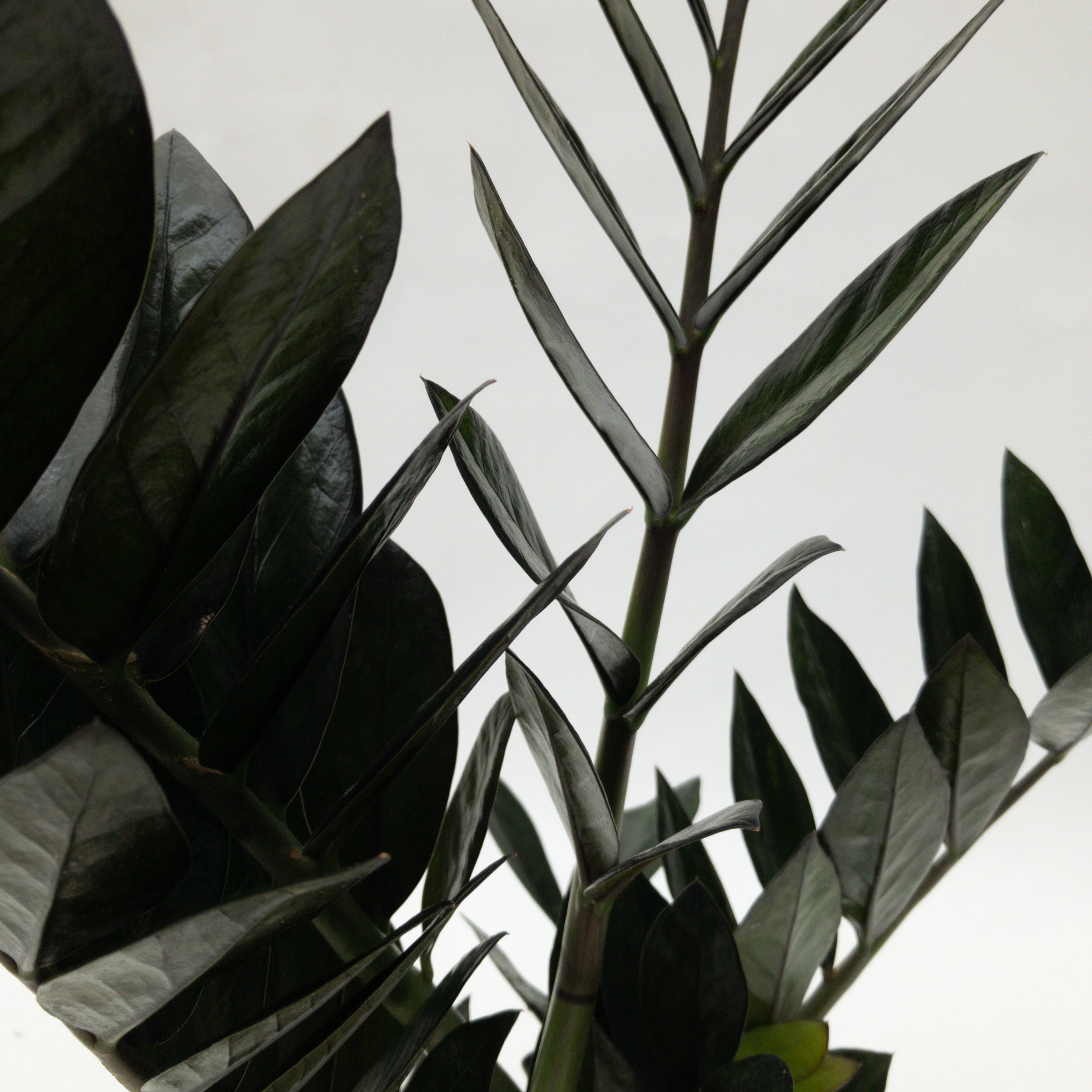 buddy plants Plant Buddy : Flower – Mud & Maker