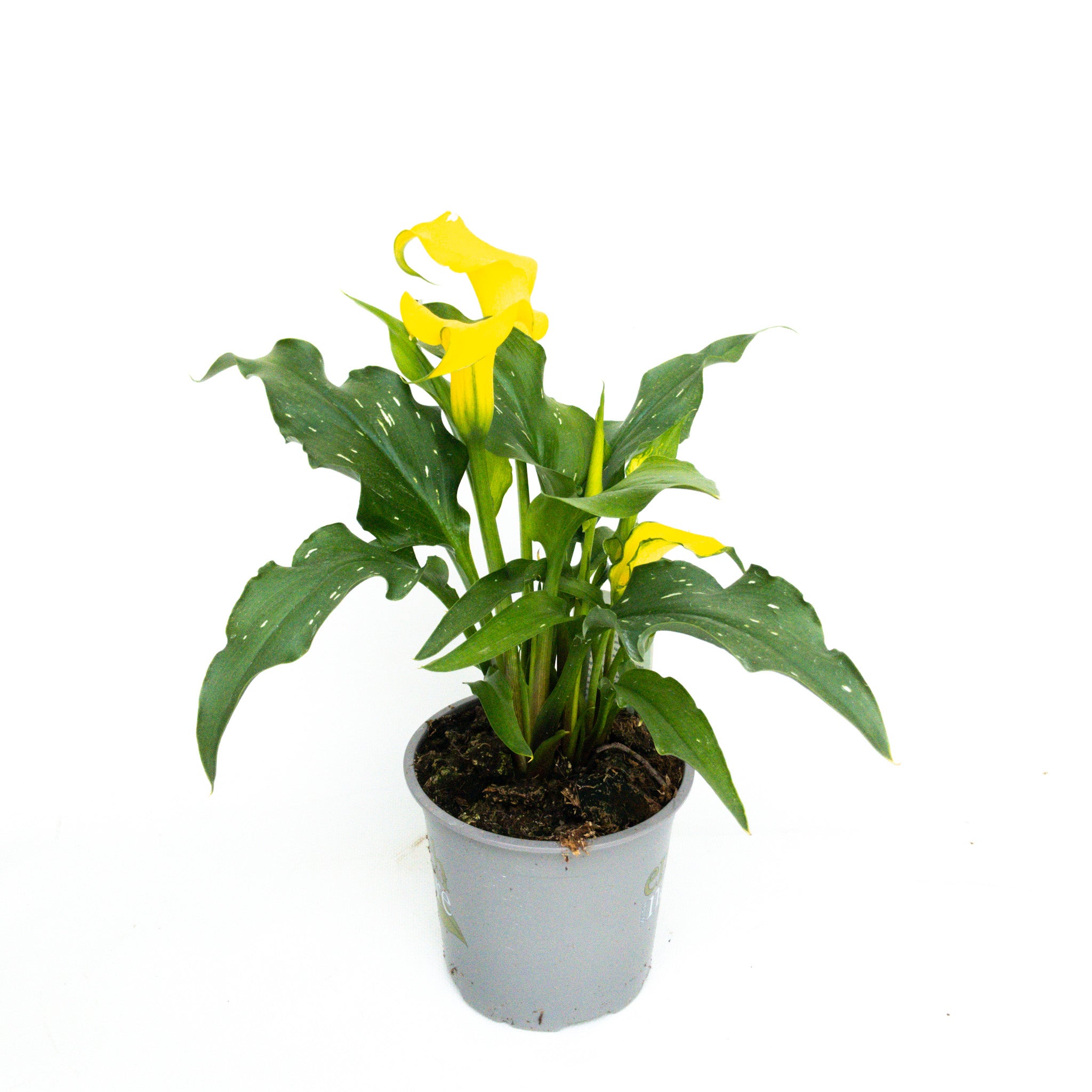 Zantedeschia Sp - 13cm