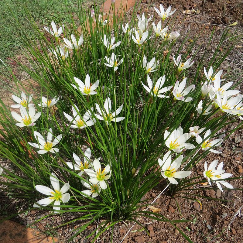 Kings Zephyranthes Candida (rain Lily) - 1.3l
