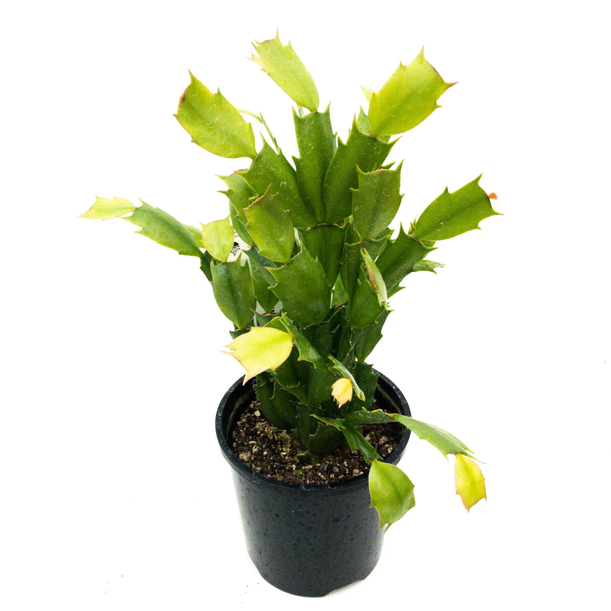 Zygocactus - 10cm
