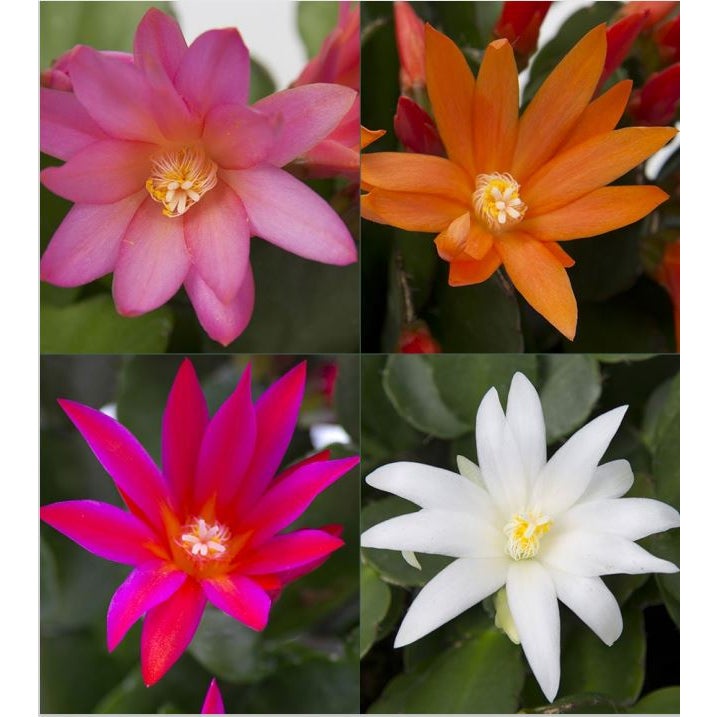 Zygocactus - 6cm